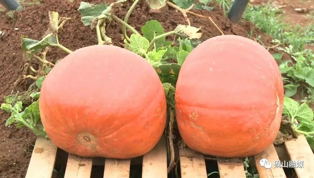 6401.webp.jpg 6401.webp.jpg