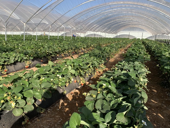 文山市德厚水库播烈安置点草莓科技示范园(草莓宫)项目2.JPG