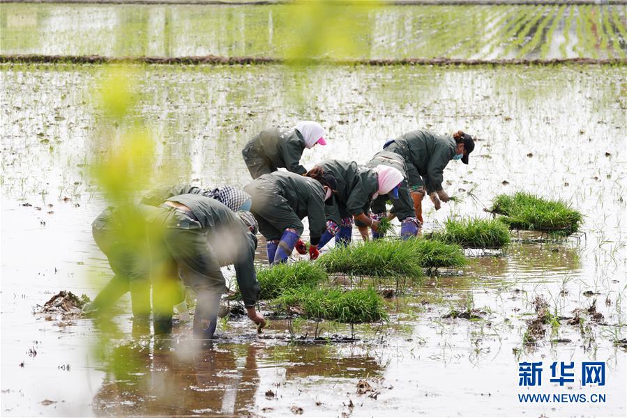 (在习近平新时代中国特色社会主义思想指引下——新时代新作为新篇章·习近平总书记关切事·图文互动)(5)让农民挑上“金扁担”——农业现代化的生动实践扫描