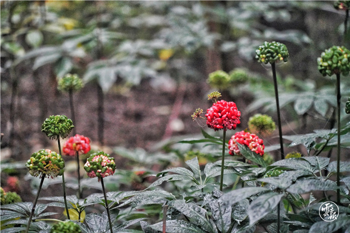 三七花 刘珈彤 摄.jpg 三七花 刘珈彤 摄.jpg