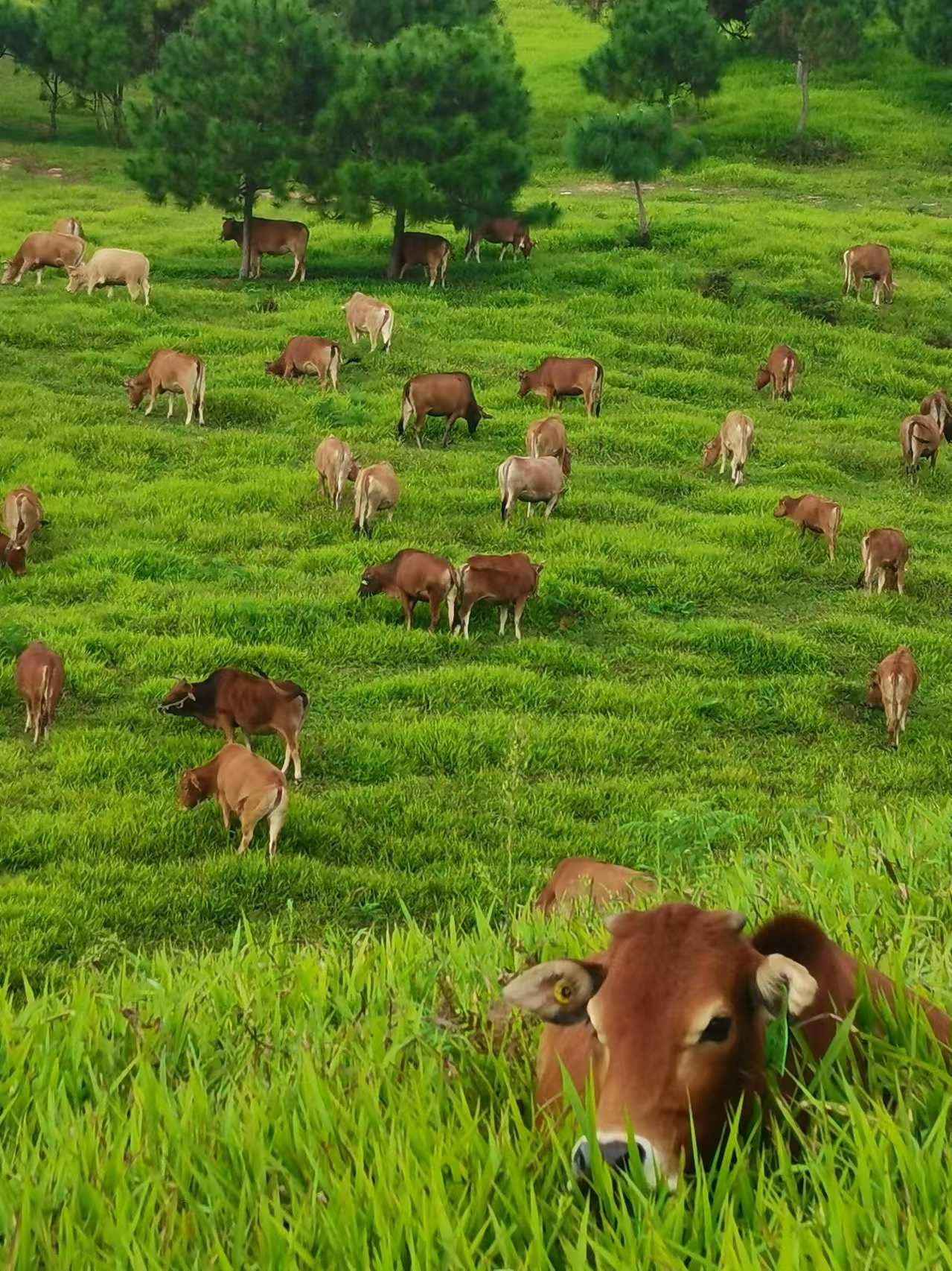 肉牛养殖草场.jpg 肉牛养殖草场.jpg