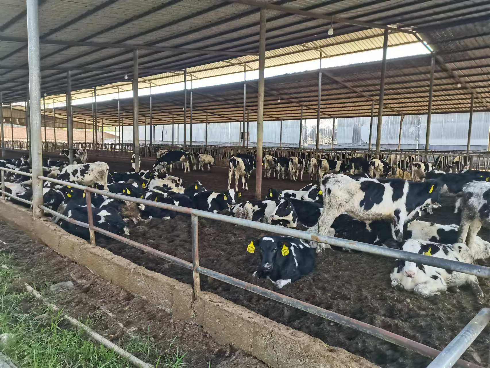 肉牛养殖场圈舍2.jpg 肉牛养殖场圈舍2.jpg