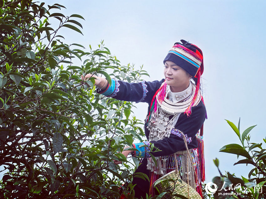 麻栗坡瑶族姑娘在采摘古树茶。人民网记者 徐前摄
