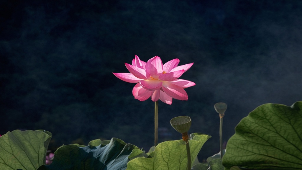 荷韵丨旅居云南 好在文山