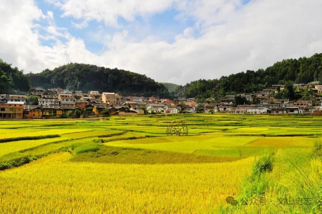 2.金色马洒（时虹摄）.jpg