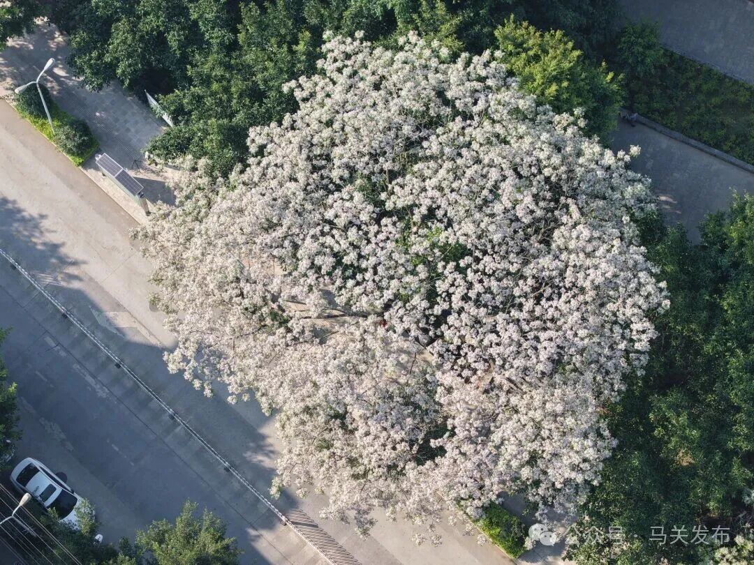 DJI_20260330091323_0258_D.JPG