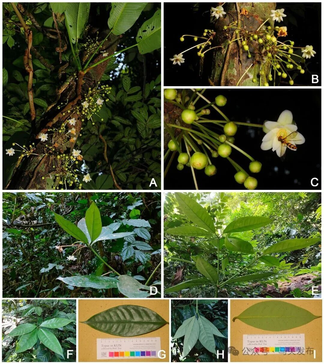 Figure1 Vegetative morphology ofIllicium nymphiiflorum.jpg