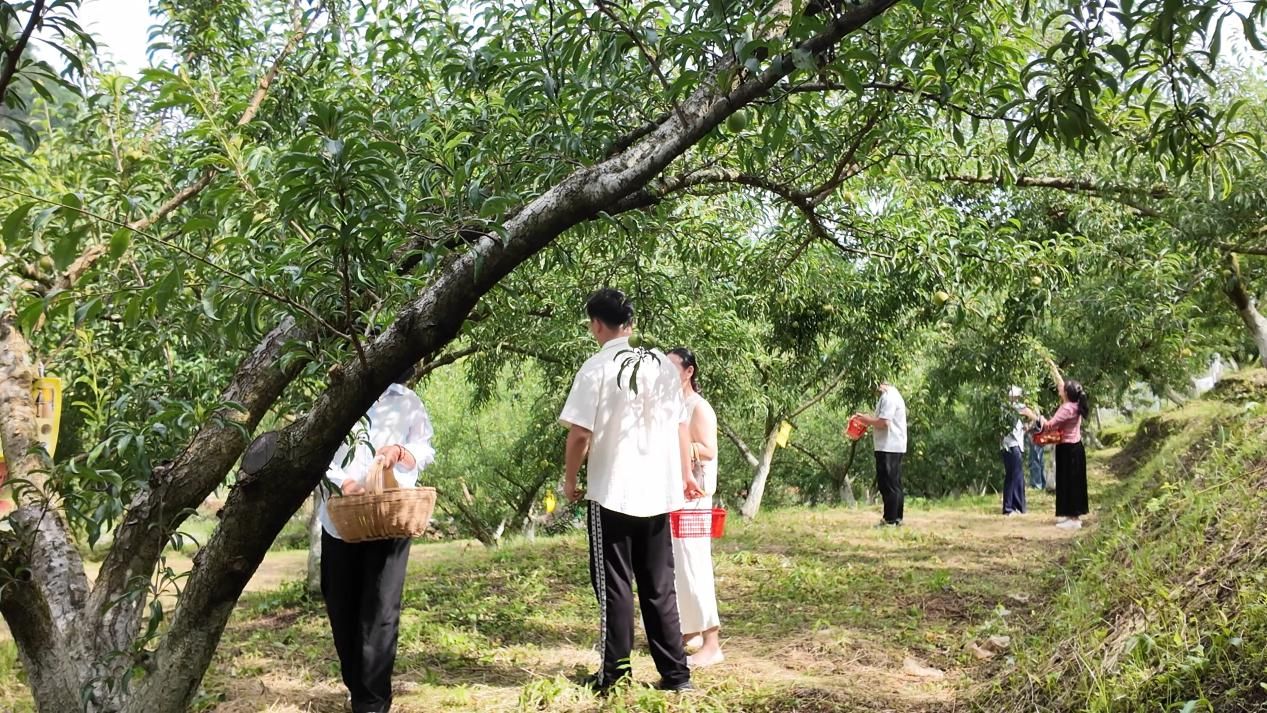 游客体验采摘尝鲜，2026年6月5日拍摄
