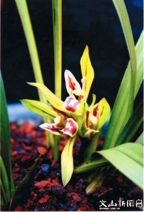 朵香奇花