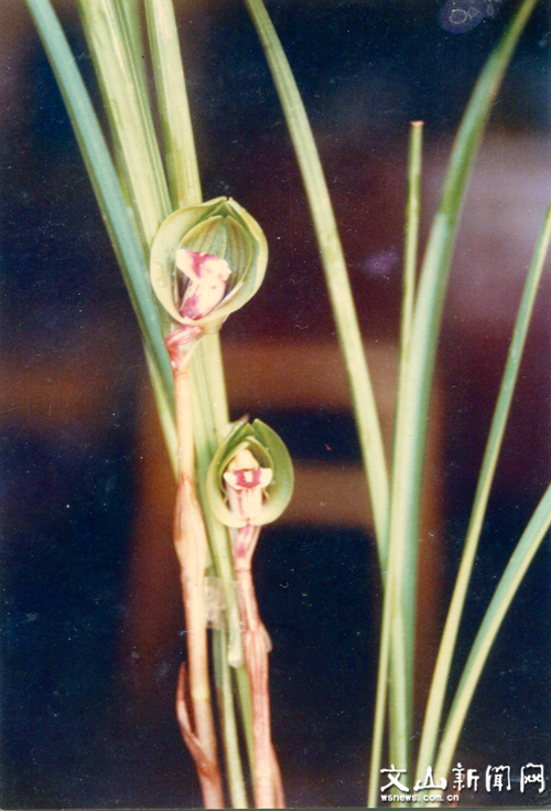 豆瓣奇花