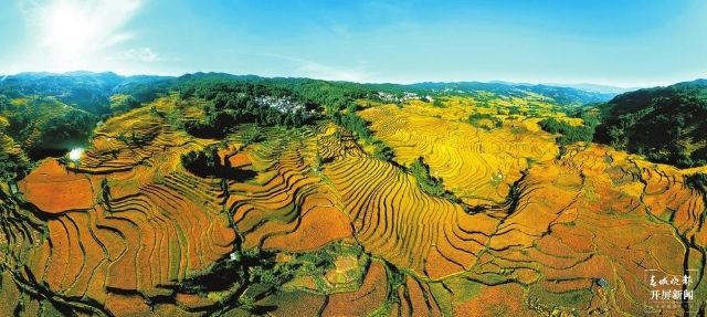 红河哈尼梯田 | 稻香鱼肥 人间仙境;哈尼梯田迎来收获季 通讯员 胡艳辉 摄