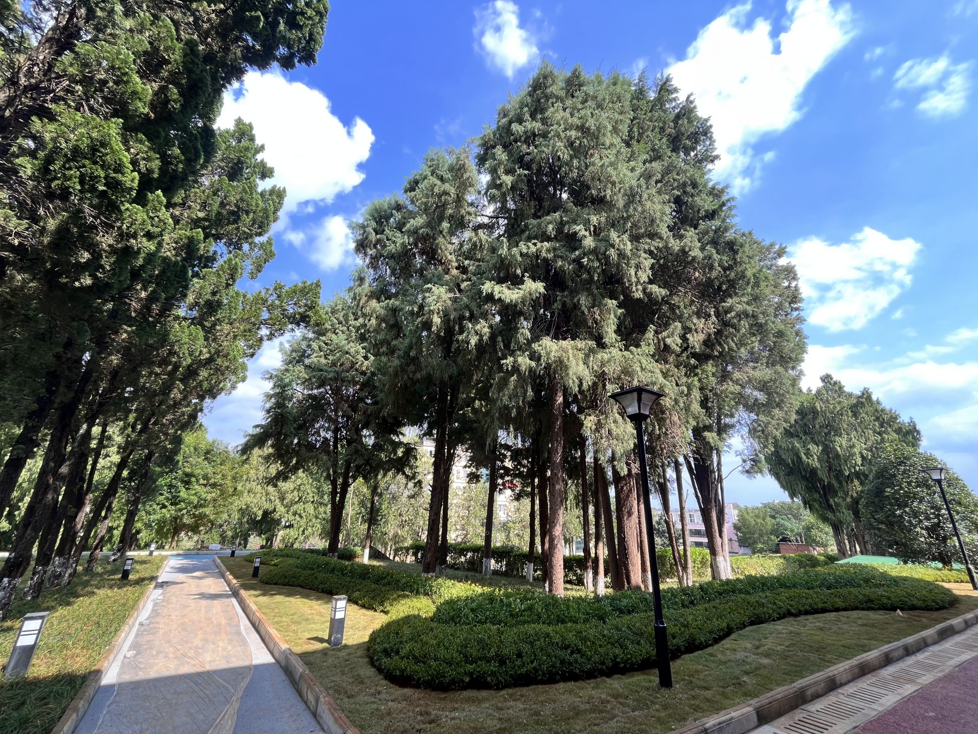 绿美校园