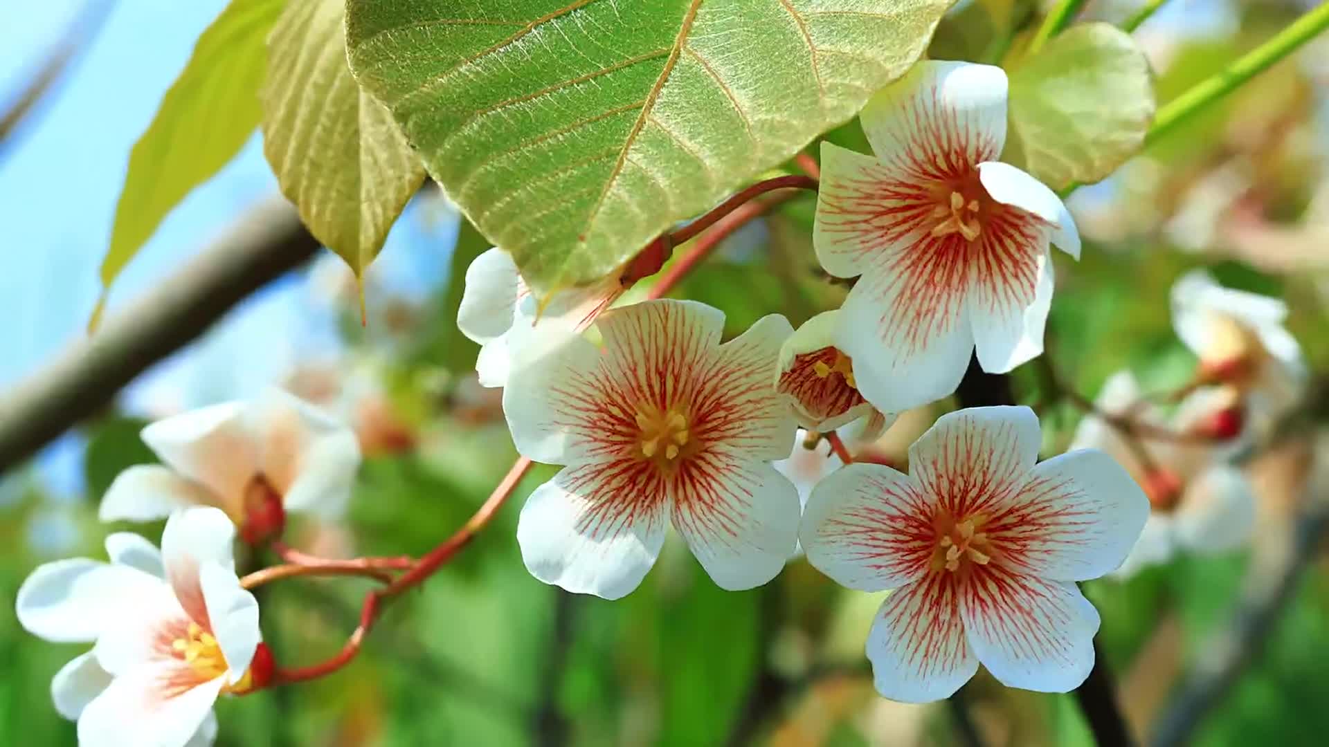 麻栗坡：桐花开处 皆是诗意春光