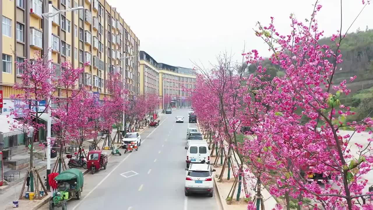 春日限定！来马关赴一场浪漫樱花之约