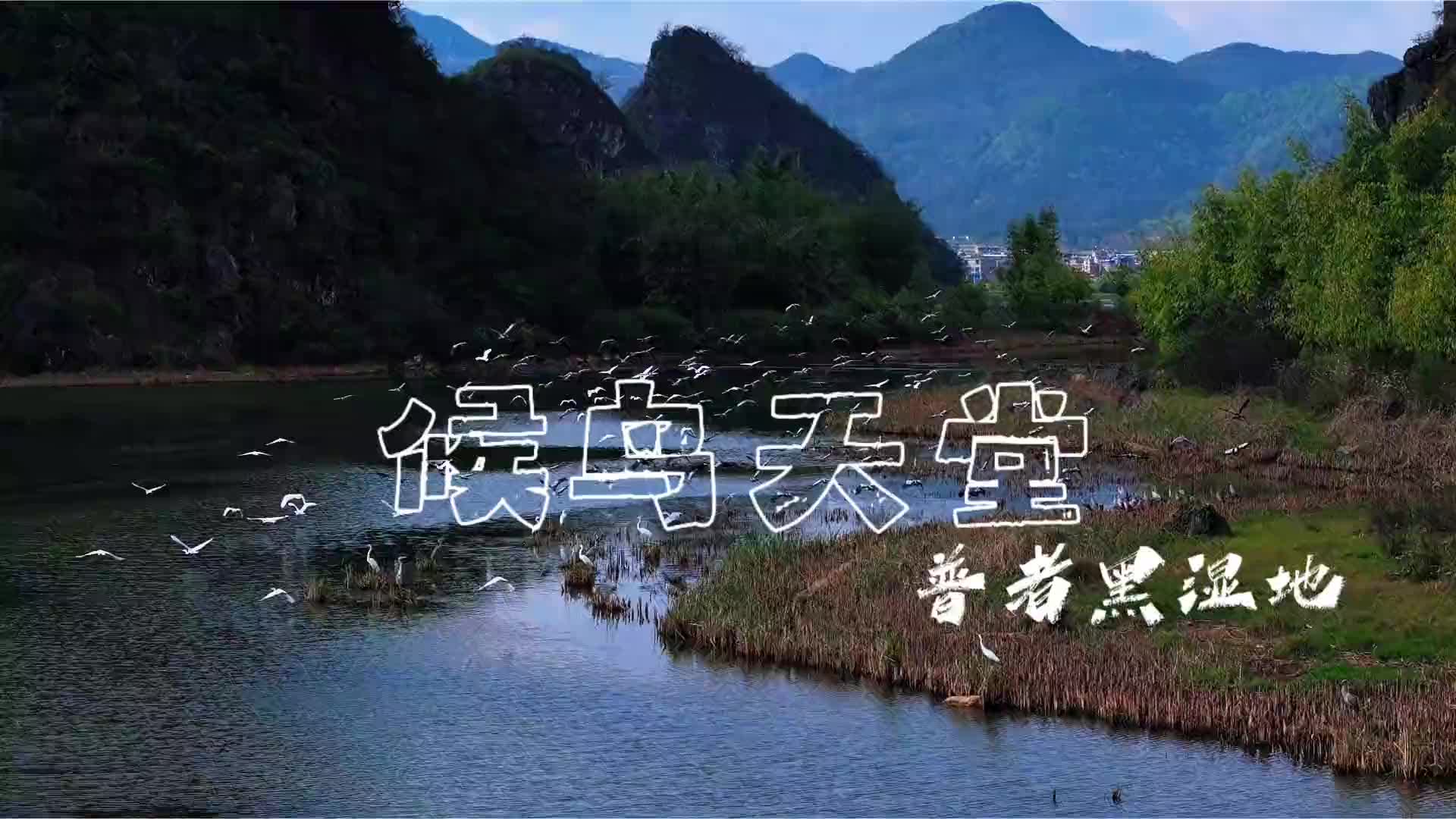 普者黑：春日生态美 湿地候鸟欢