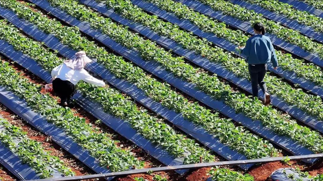 冬日“莓”景映山水，普者黑露天草莓迎丰收