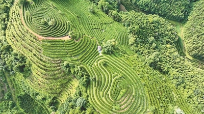 广南坝美：立足生态资源优势，深耕特色茶产业