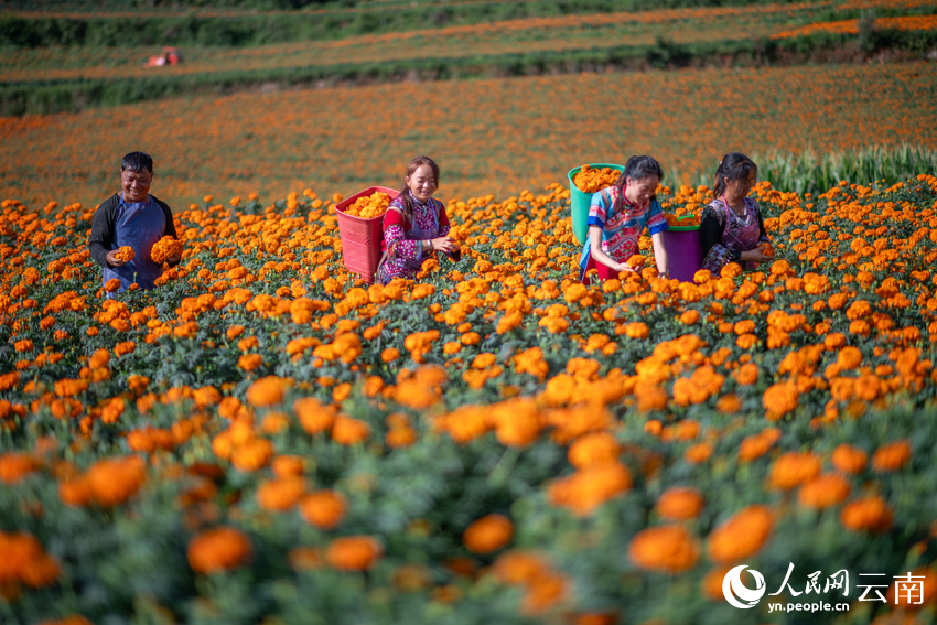 丘北县树皮彝族乡小龙树村万寿菊种植基地，花农在采收万寿菊。熊平祥摄