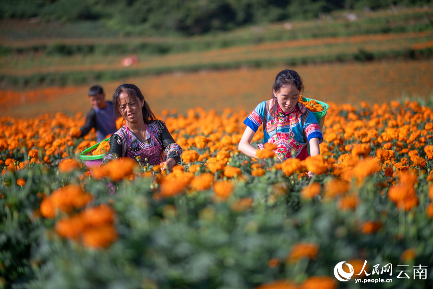 丘北县树皮彝族乡小龙树村万寿菊种植基地，花农在采收万寿菊。熊平祥摄