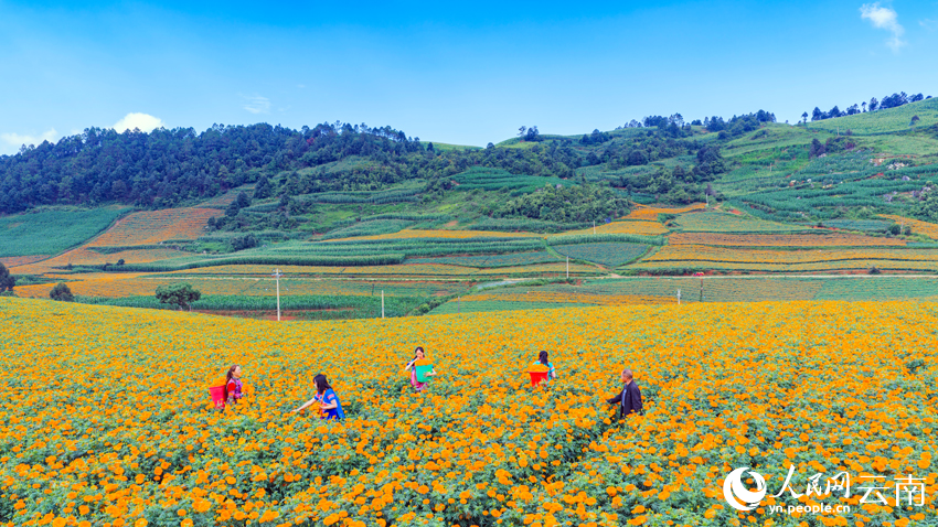 丘北县树皮彝族乡小龙树村万寿菊种植基地，花农在采收万寿菊。熊平祥摄