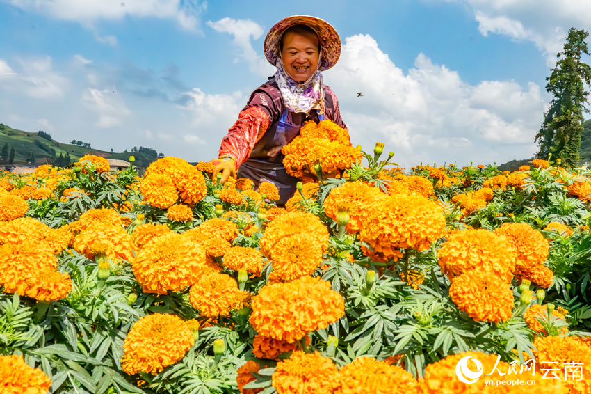 丘北县树皮彝族乡小龙树村万寿菊种植基地，花农在采收万寿菊。熊平祥摄