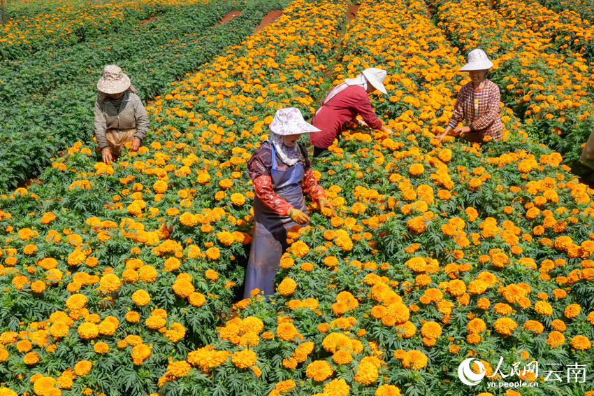 丘北县树皮彝族乡小龙树村万寿菊种植基地，花农在采收万寿菊。熊平祥摄