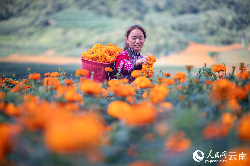 丘北县树皮彝族乡小龙树村万寿菊种植基地，花农在采收万寿菊。熊平祥摄