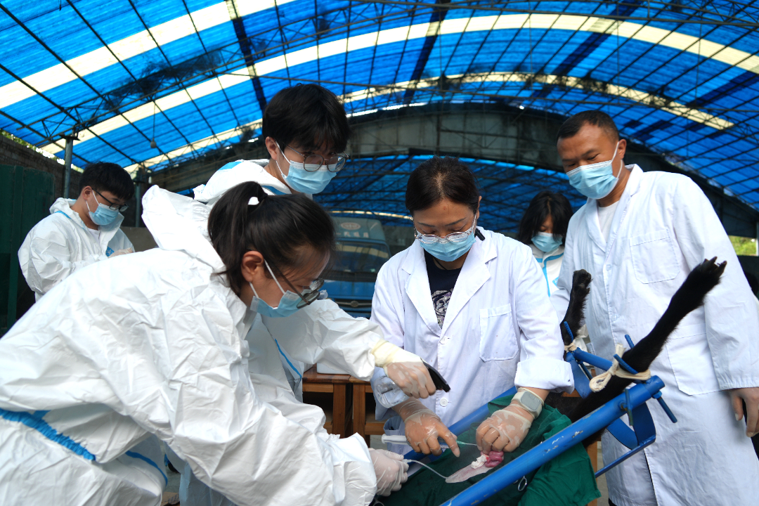 云南省畜牧兽医科学院研究员 李卫娟（冲胚胎）.JPG
