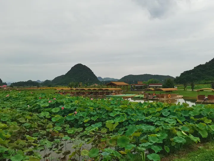 今夏，来水陌青田感受荷问泥生！ | 旅居云南 好在文山