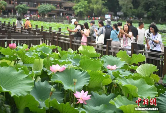 中新网:云南普者黑花脸文化系列活动启幕 邀客赏花避暑旅居