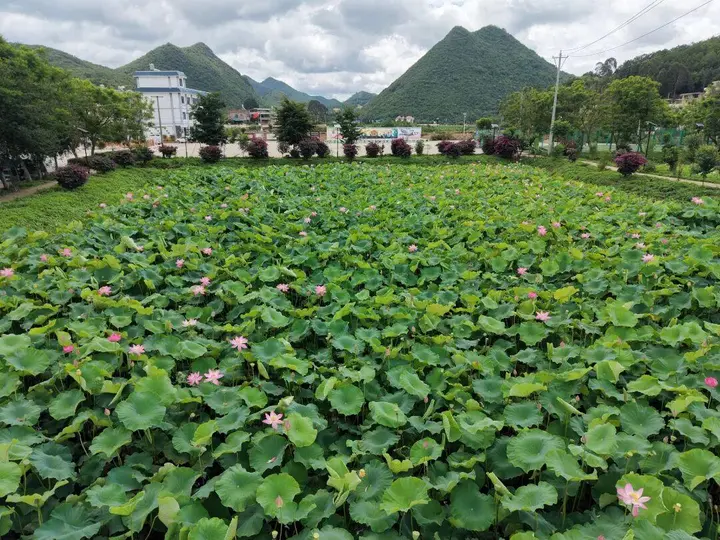 这个夏天,来砚山赴一场“荷”你有约丨旅居云南 好在文山