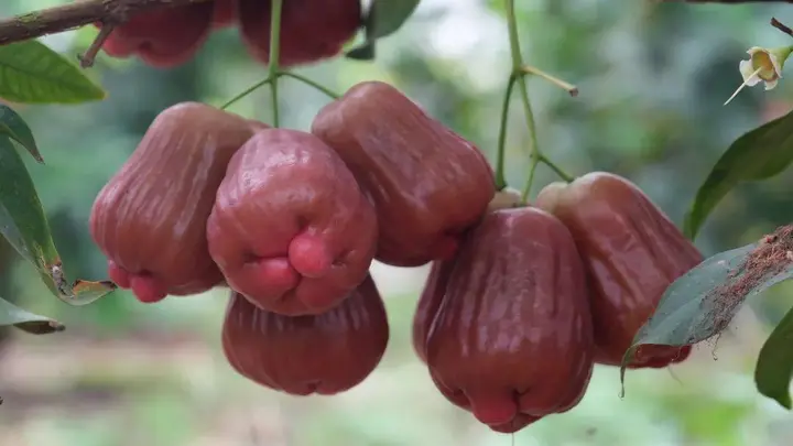 马关：“黑糖芭比”莲雾丰产