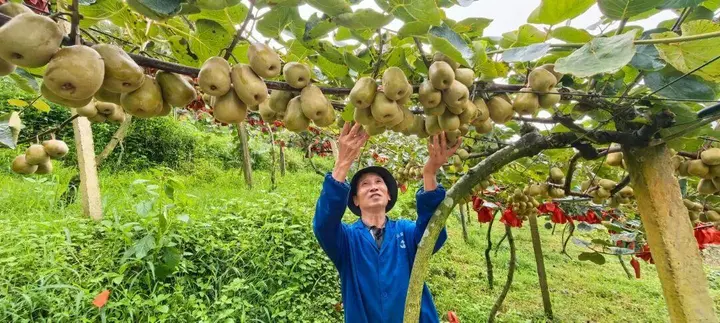 立秋第一口鲜！马关这些果果熟了，快来尝~