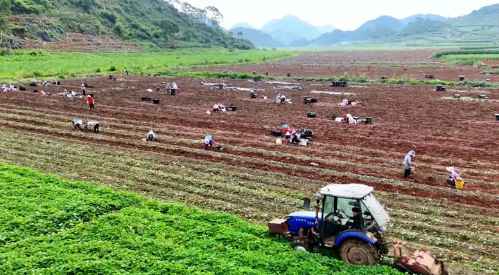 广南珠琳镇：千亩红薯喜丰收，“甜蜜产业”  助振兴