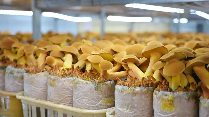 富宁见手青培育记:从实验室到餐桌
