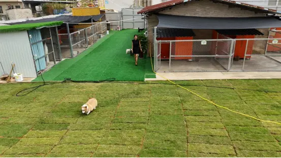 广南有了庭院宠物寄养小院