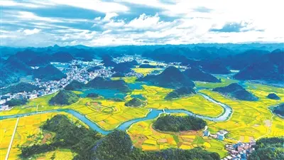 广南县八宝镇4.3万亩水稻陆续成熟