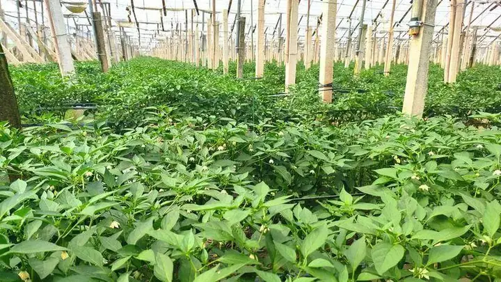 丘北曰者6000亩鲜椒迎丰收