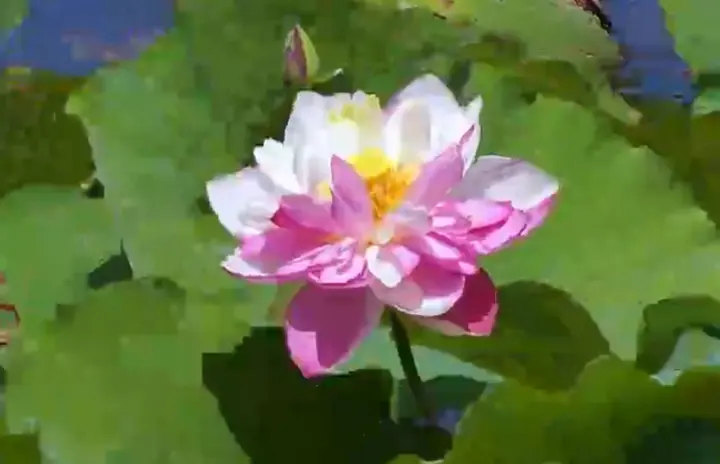 央视网:好运“莲莲” 云南普者黑“大洒锦”九月盛开