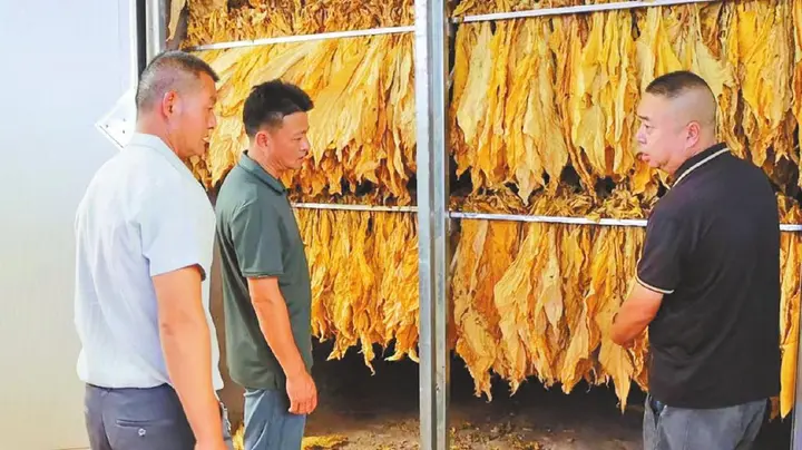 《云南日报》：西畴农技入山区 石旮旯生金