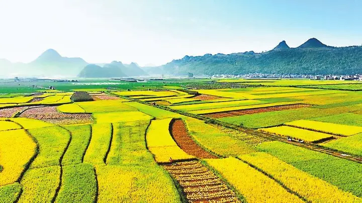 《云南日报》报道丘北：稻浪涌 镰声响 金谷香