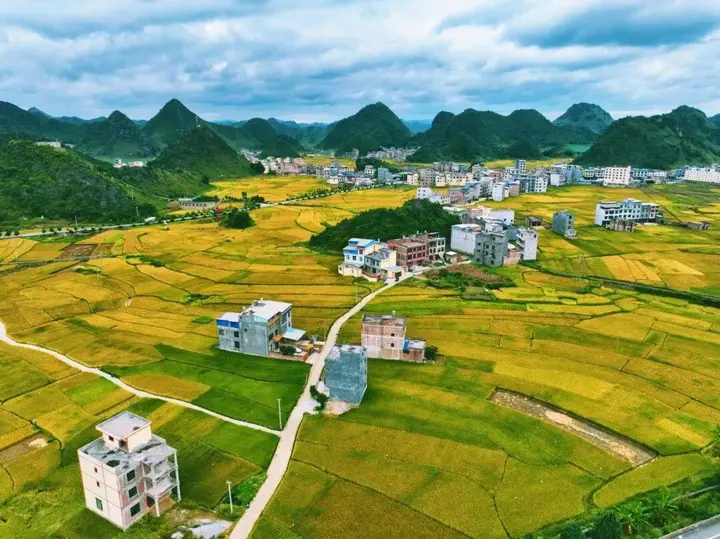 广南八宝:稻田秋收“丰景”美如画