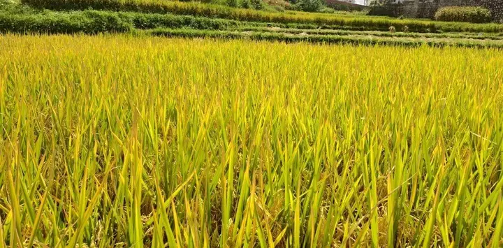  丰收文山 | 广南遍地晒秋庆丰年