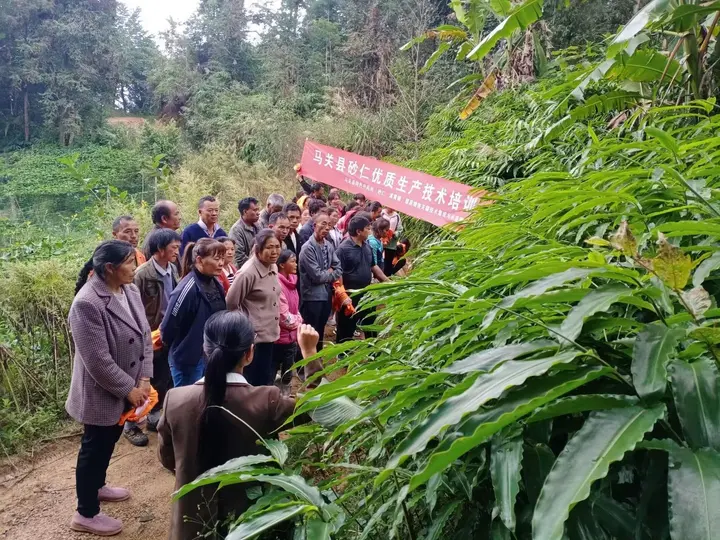 【中医药康旅】马关县中药材GAP基地实现零的突破