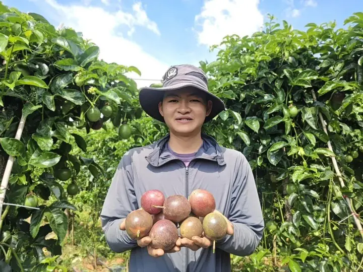 就在文山 业兴七乡丨返乡大学生解兴龙的百香果致富路