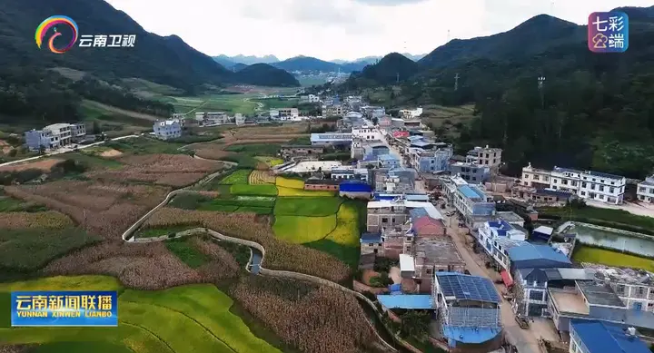 《‌云南新闻‌联播》：“白玉兰”开遍砚山