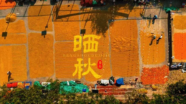丰收文山 | 晒秋正当时！广南遍地金黄晒丰收