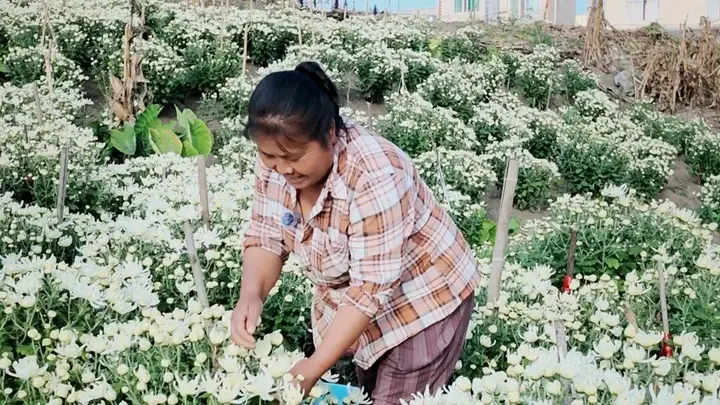 广南：秋菊迎采收 鲜品入佳肴 | 旅居云南 好在文山