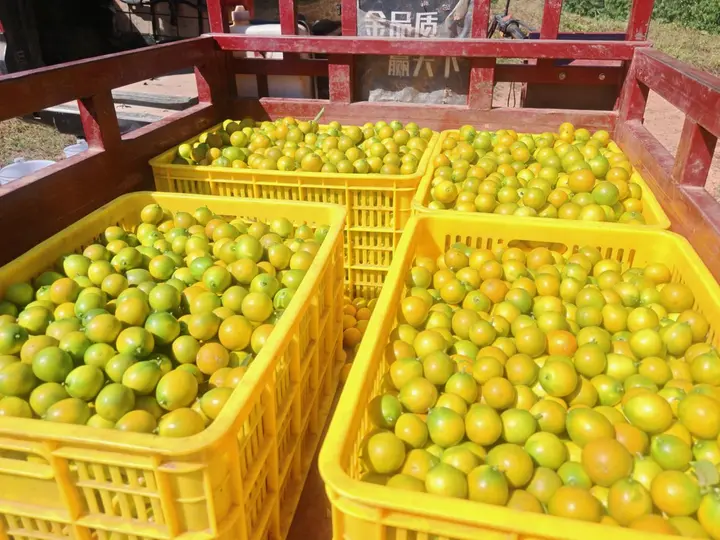 柑橘中的“迈巴赫”——脆蜜金柑在广南县试种成功