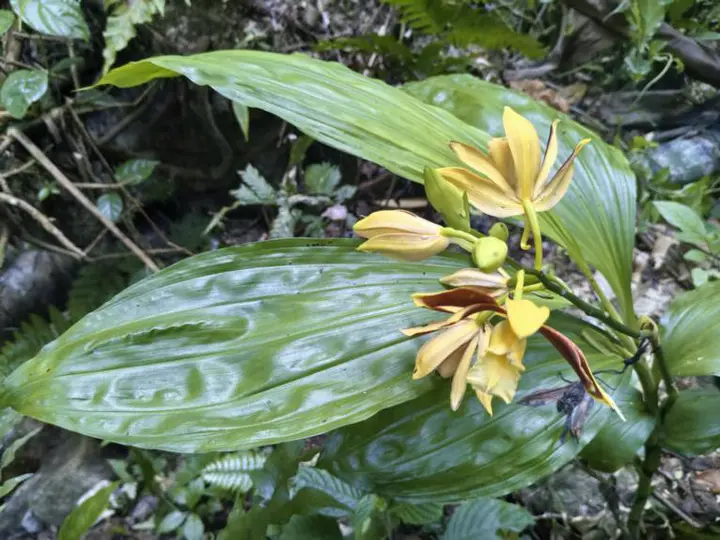 老君山省级自然保护区发现国家二级保护野生植物文山鹤顶兰群落
